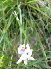 Calopogon pallidus