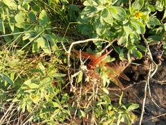 Libellula needhami