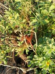 Libellula needhami