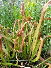 Sarracenia rubra