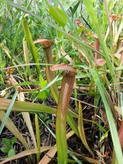 Sarracenia rubra