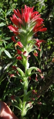 Castilleja affinis affinis