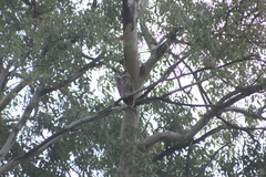 Bubo virginianus nacurutu