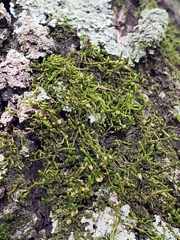 Cryphaea glomerata