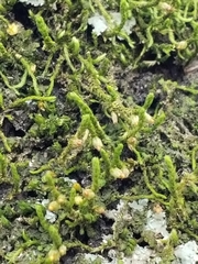 Cryphaea glomerata
