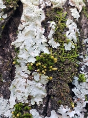 Orthotrichum pusillum