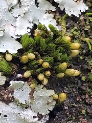 Orthotrichum pusillum