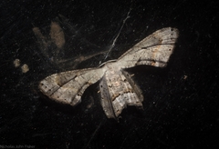 Phazaca leucocephala