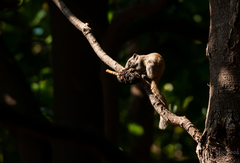 Callosciurus erythraeus styani