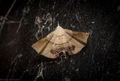 Esthlodora versicolor