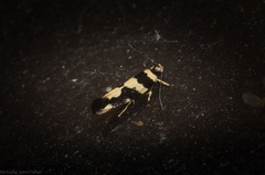 Macrobathra trithyra