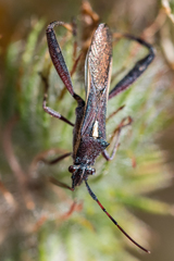 Mirperus jaculus
