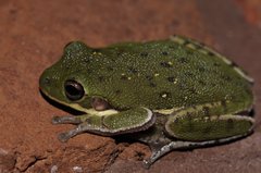 Hyla gratiosa