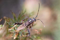 Mirperus jaculus
