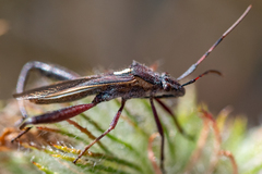Mirperus jaculus