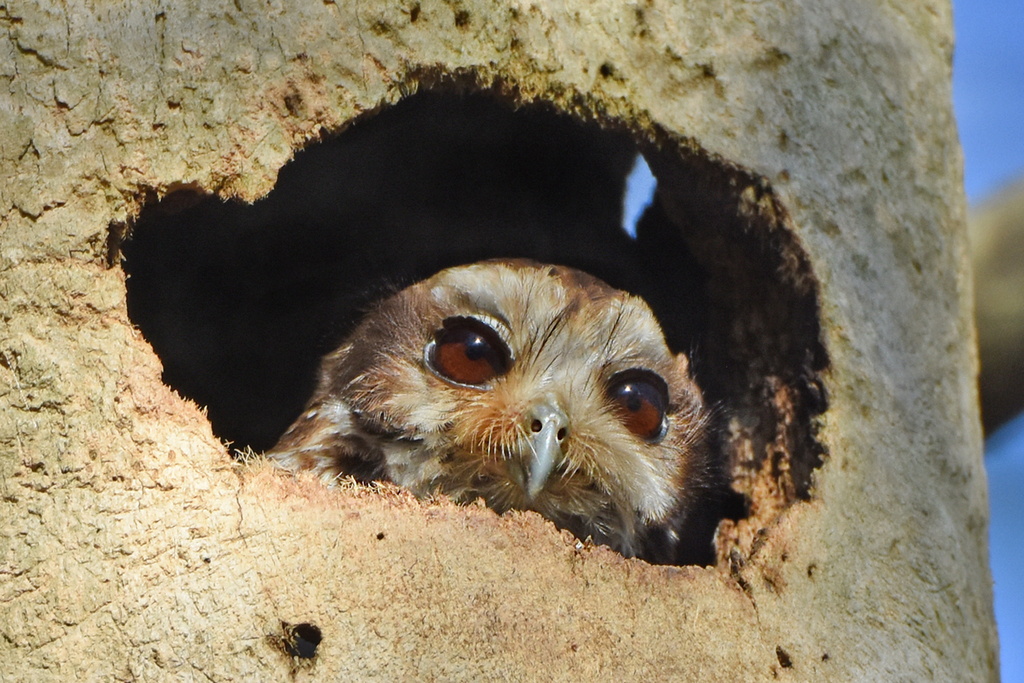 Bare-Legged Owl