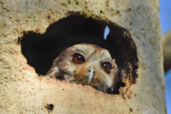 Margarobyas lawrencii