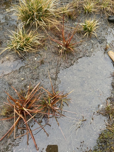 Juncus planifolius