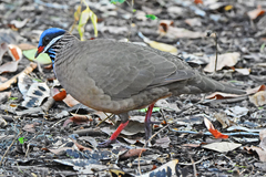 Starnoenas cyanocephala