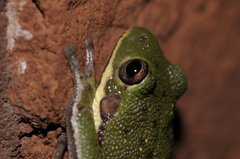 Hyla gratiosa