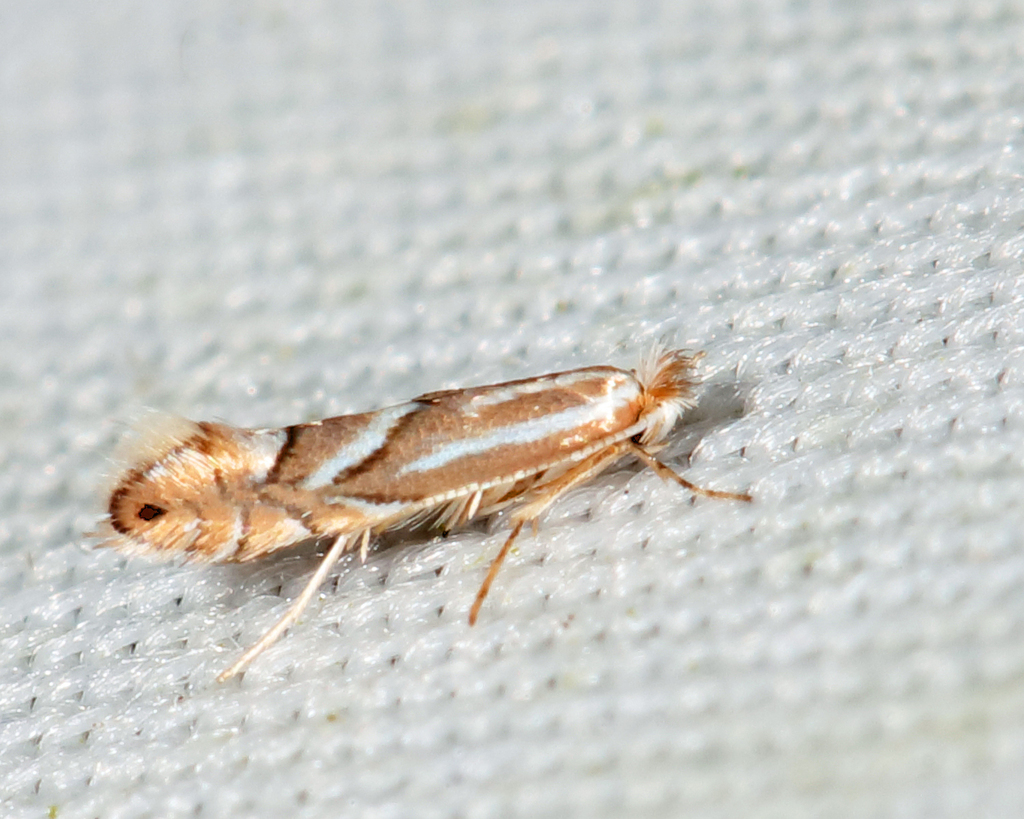 Tom Moth Wrinkled Hophornbeam Blotch Miner Moth from Groton yard, MA, USA on ...