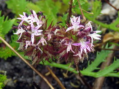 Lobelia jasionoides