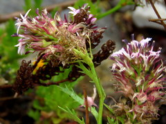 Lobelia jasionoides