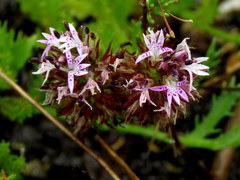 Lobelia jasionoides