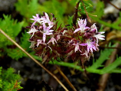 Lobelia jasionoides