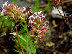 Lobelia jasionoides