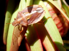 Tropicorypha bifida