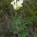 Astragalus albicaulis - Photo (c) GalinaGouz, μερικά δικαιώματα διατηρούνται (CC BY-SA)