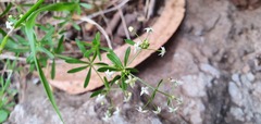 Galium productum image