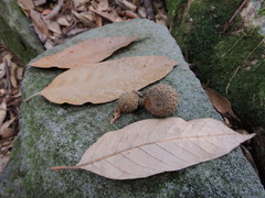 Lithocarpus amygdalifolius