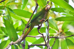Psittacara euops
