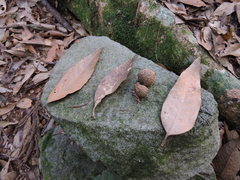 Lithocarpus amygdalifolius