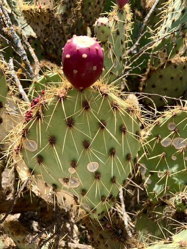 Opuntia engelmannii var. cuija