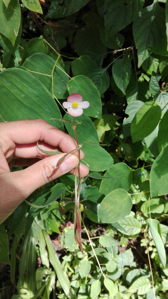 Begonia cylindrata