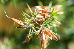 Aspalathus astroites