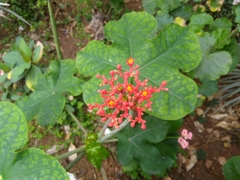 Jatropha podagrica