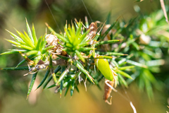 Aspalathus astroites