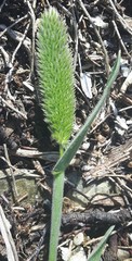 Phleum