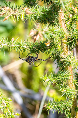 Aspalathus astroites