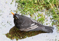 Turdus boulboul