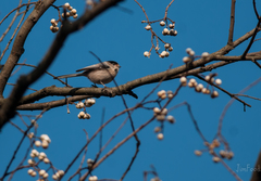 Aegithalos glaucogularis