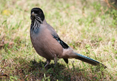Garrulus lanceolatus
