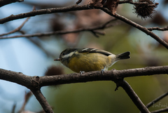 Periparus venustulus
