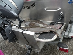 Hippoglossus stenolepis