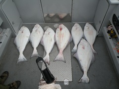 Hippoglossus stenolepis