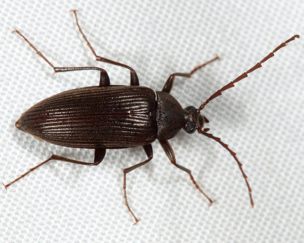 Comb-clawed Beetle